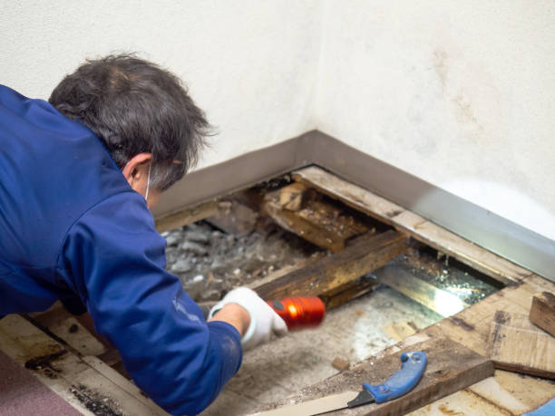 Best Mold Testing and Inspection Services in Nome, AK