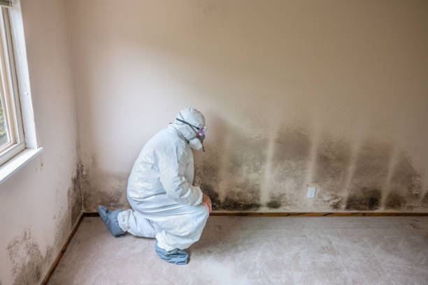 Best Bathroom Mold Remediation in Nome, AK